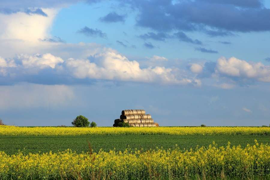 Agriculture