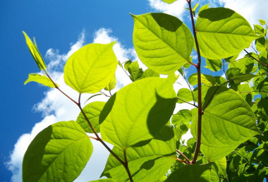 Encroaching Japanese Knotweed a private nuisance