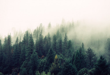 EU commits to halt deforestation by 2020