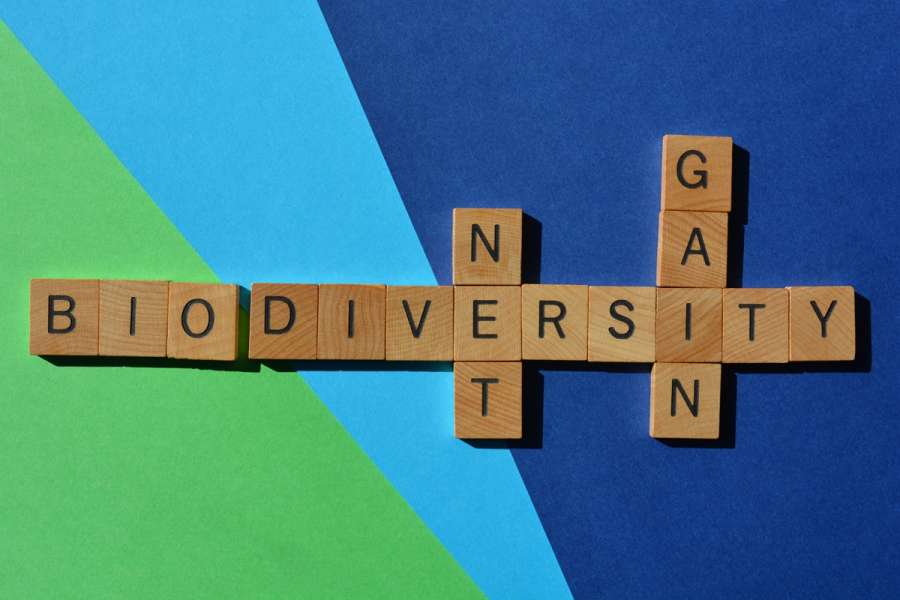 Biodiversity Net Gain is now in force. What does it mean for you