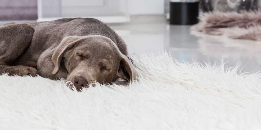 Cut out of a Will in favour of the family dog v3