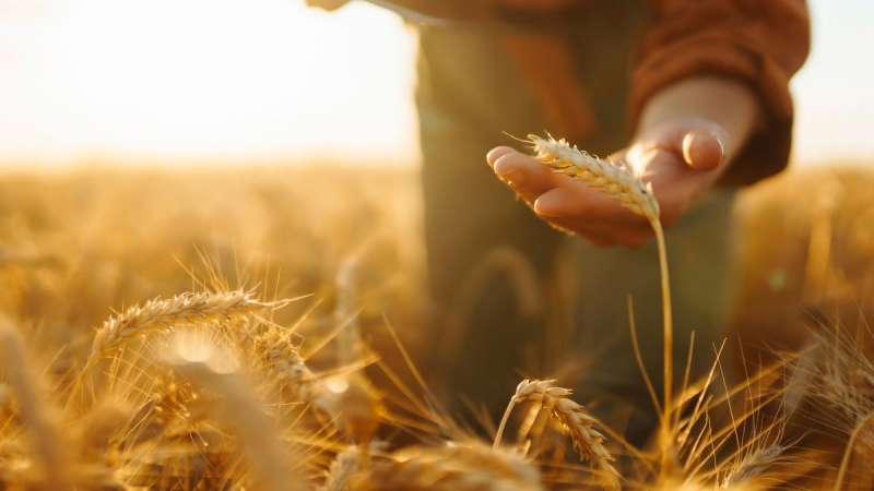 Structure of a New Business in the Agricultural and Rural Business Sector