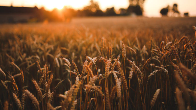 Planning for the Future: Succession in Farming and Rural Businesses