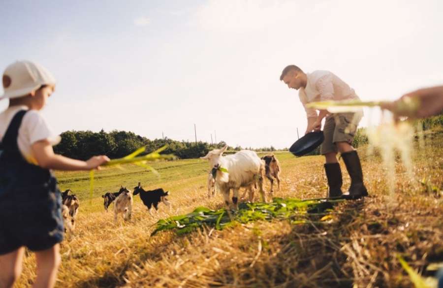 Parenting Arrangements in Farming Families  Balancing the Paddock and Parenthood