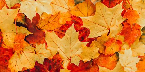 autumn header