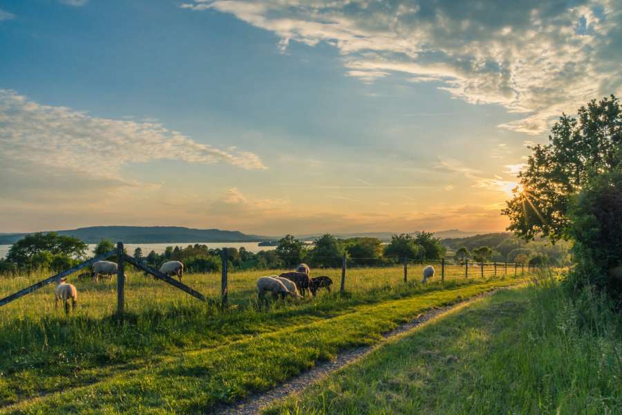 lake constance sheep pasture sheep blue 158179 v2