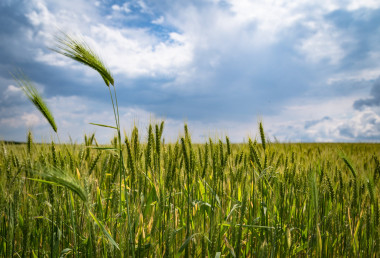 Farms on Divorce