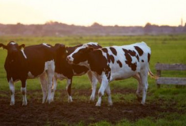 EU Referendum: Impact on UK agriculture policy