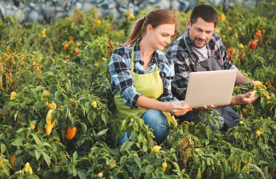 new buisness in the agriculutural and rural buisness sector 2